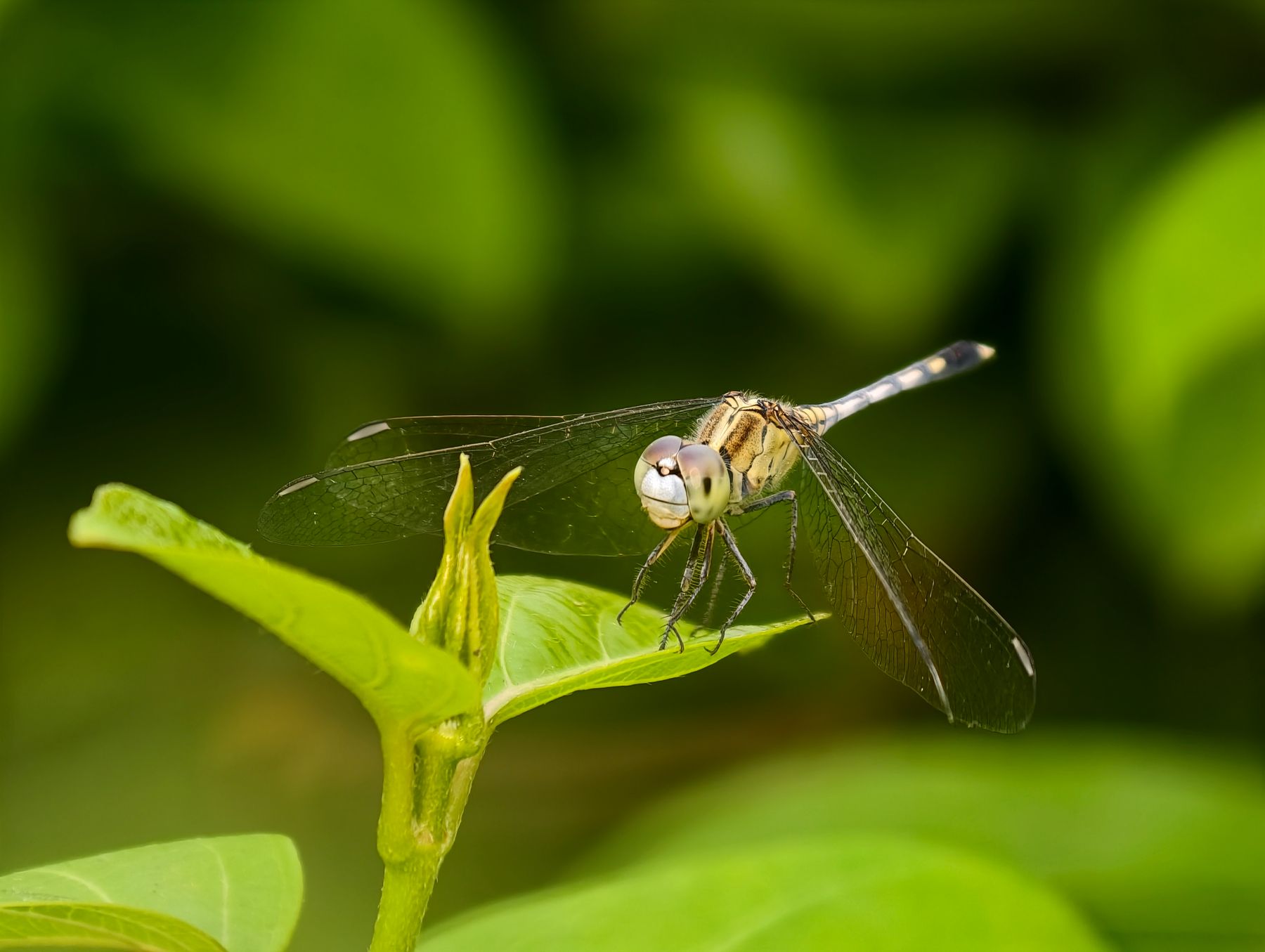 A dragonfly resting on a bright green leaf