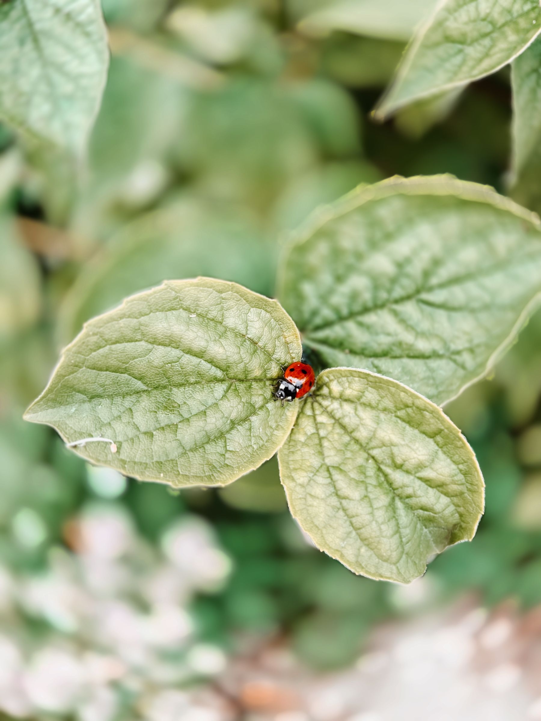 A red seven-spot ladybird on a green leaf