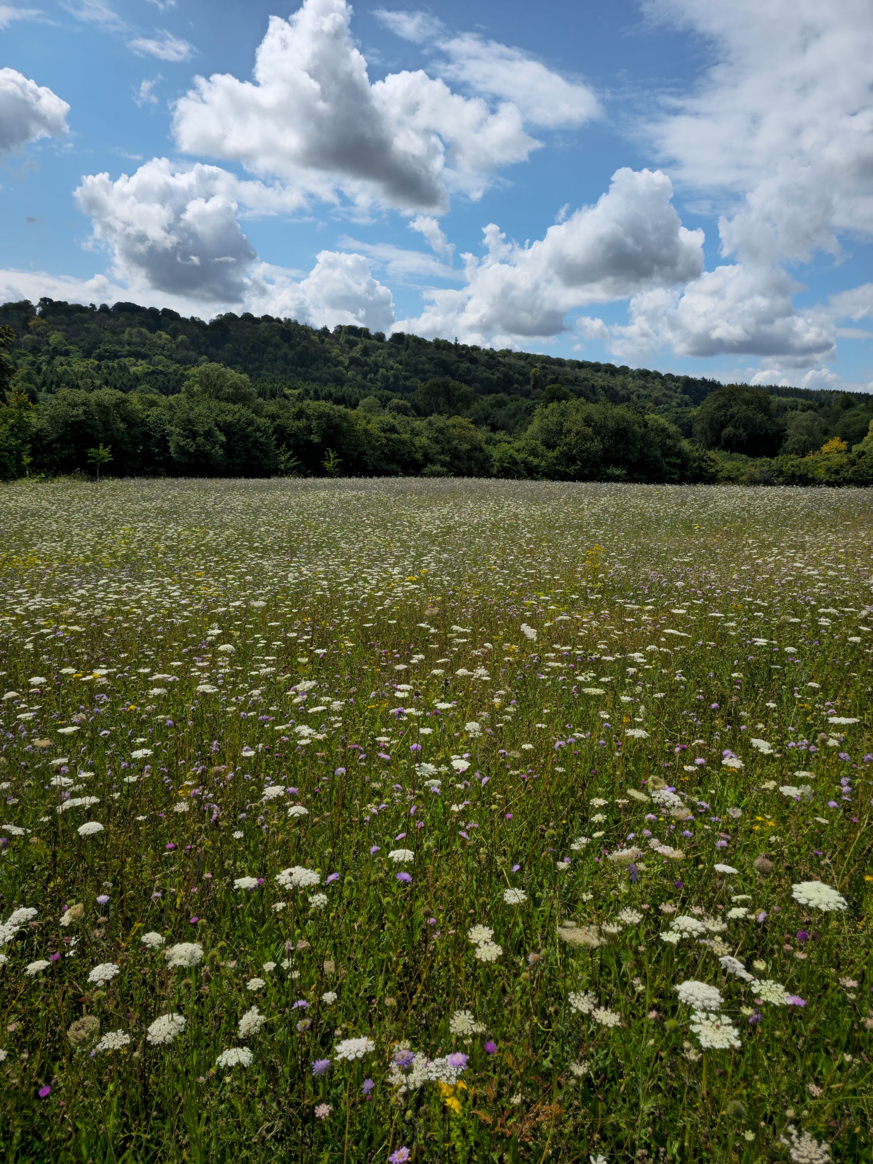A meadow filled with grasses and small white wildflowers