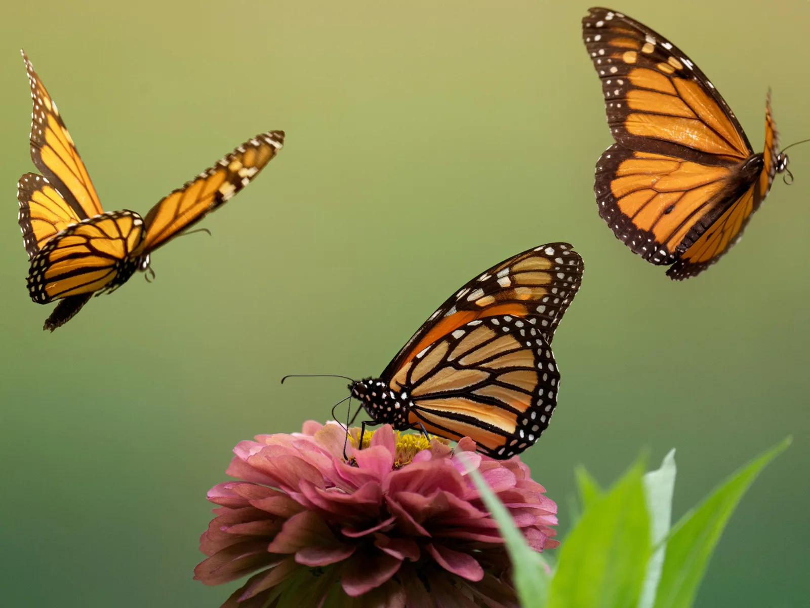 Three orange butterflies, one resting on a pink flower and two in flight