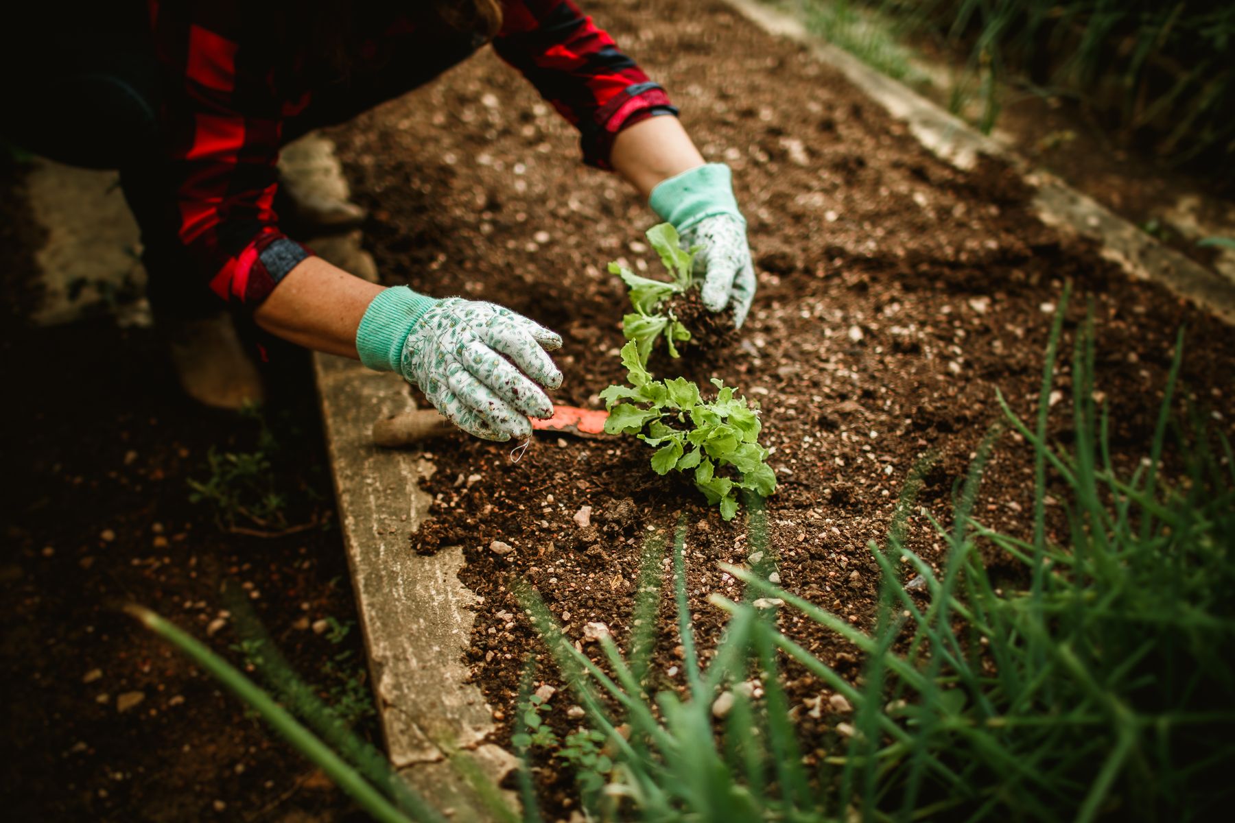 A gardener planting seedlings in a small garden bed