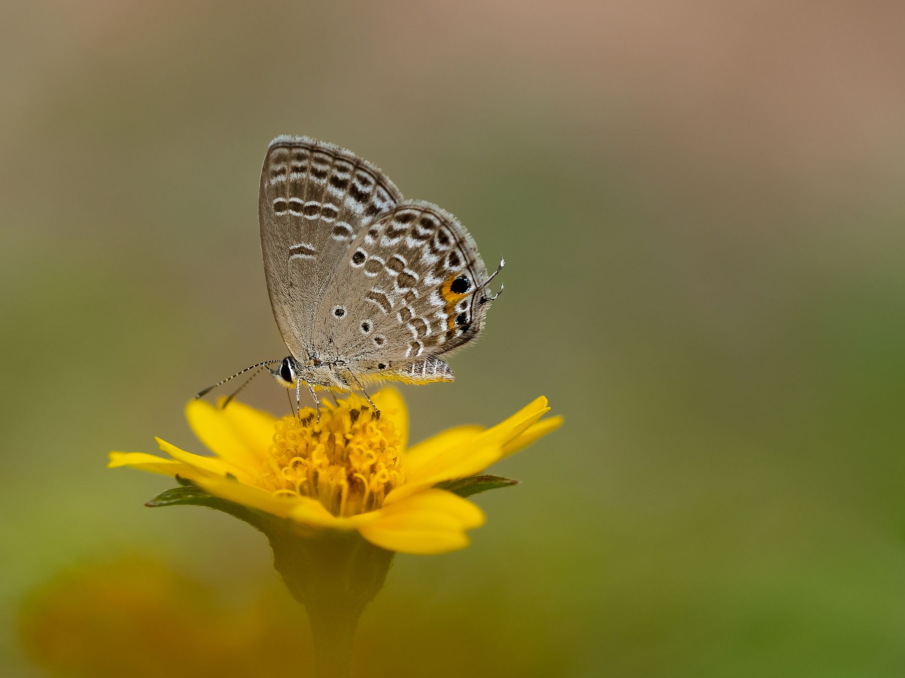 A butterfly resting on a yellow flower