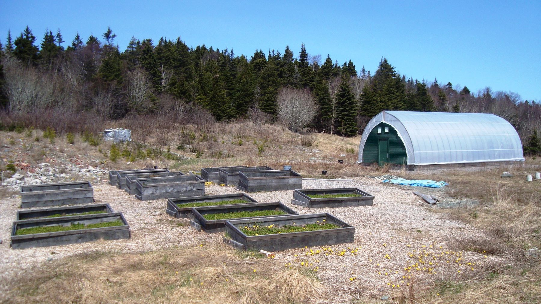 Raised growing beds and a polytunnel in a shared garden