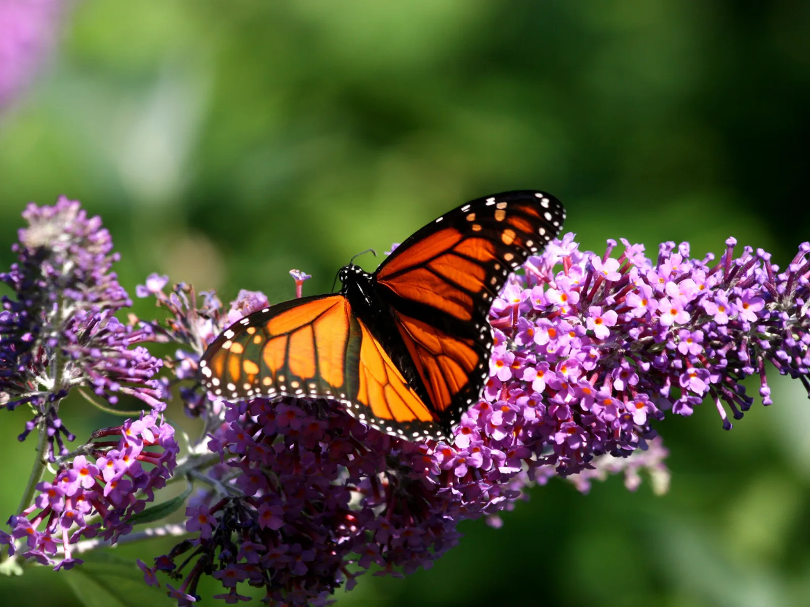 Orange and black butterfly feeding on a purple buddleia flower spike
