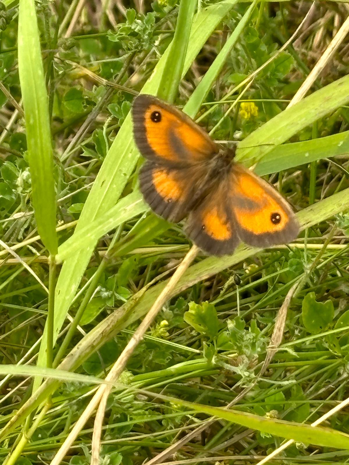 A gatekeeper butterfly resting among meadow flowers